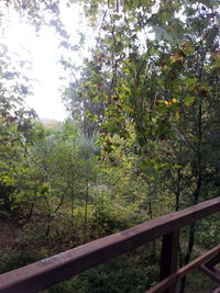 Plants growing on tree