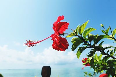 Close-up of red flowering plant against sky