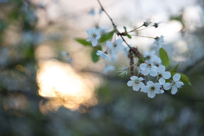 Close-up of white flowers blooming on tree