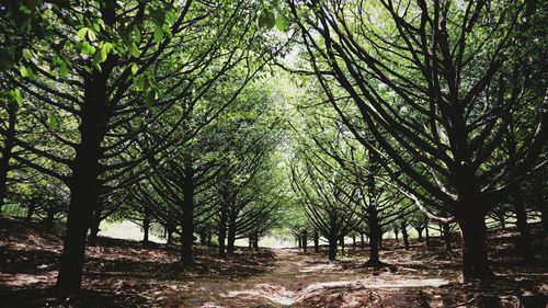 Trees in forest