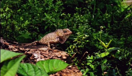 Close-up of a lizard on tree