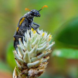 Close-up of insect on flower