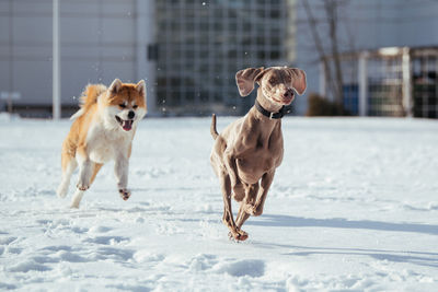 Dogs running on snow covered landscape