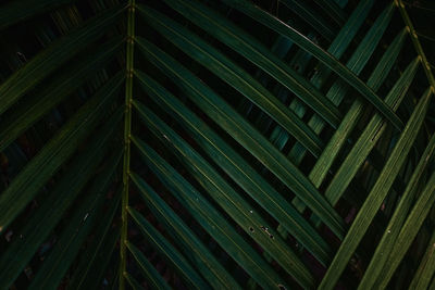 Low angle view of palm tree