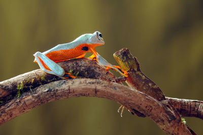 Close-up of parrot perching on branch