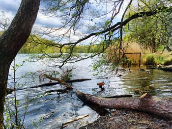 Calm lake with trees in background