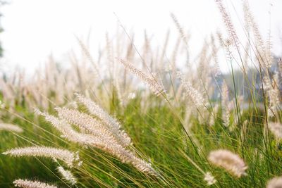 Close-up of fresh grass in field