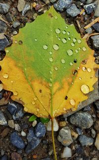 Close-up of wet yellow leaf floating on water