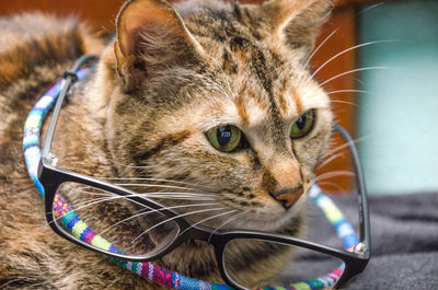 Close-up portrait of a cat