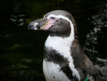 Humboldt penguin