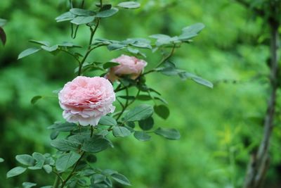 Close-up of wet pink flowers blooming outdoors