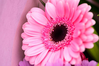 Close-up of pink flower