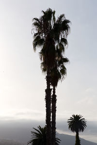 Low angle view of palm tree against sky