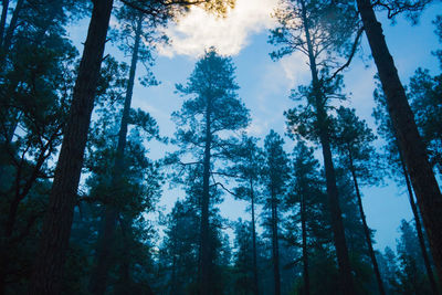 Low angle view of trees in forest