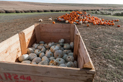 White pumpkins in big wooden box on pumpkin farm.