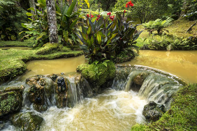 Scenic view of waterfall in forest