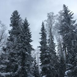 Low angle view of pine trees in forest during winter