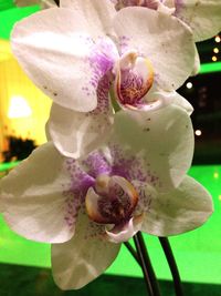 Close-up of pink orchid blooming outdoors