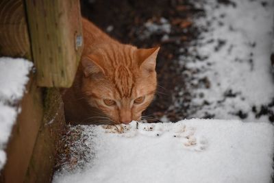 Close-up of cat on snow