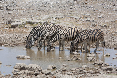 Zebras in water