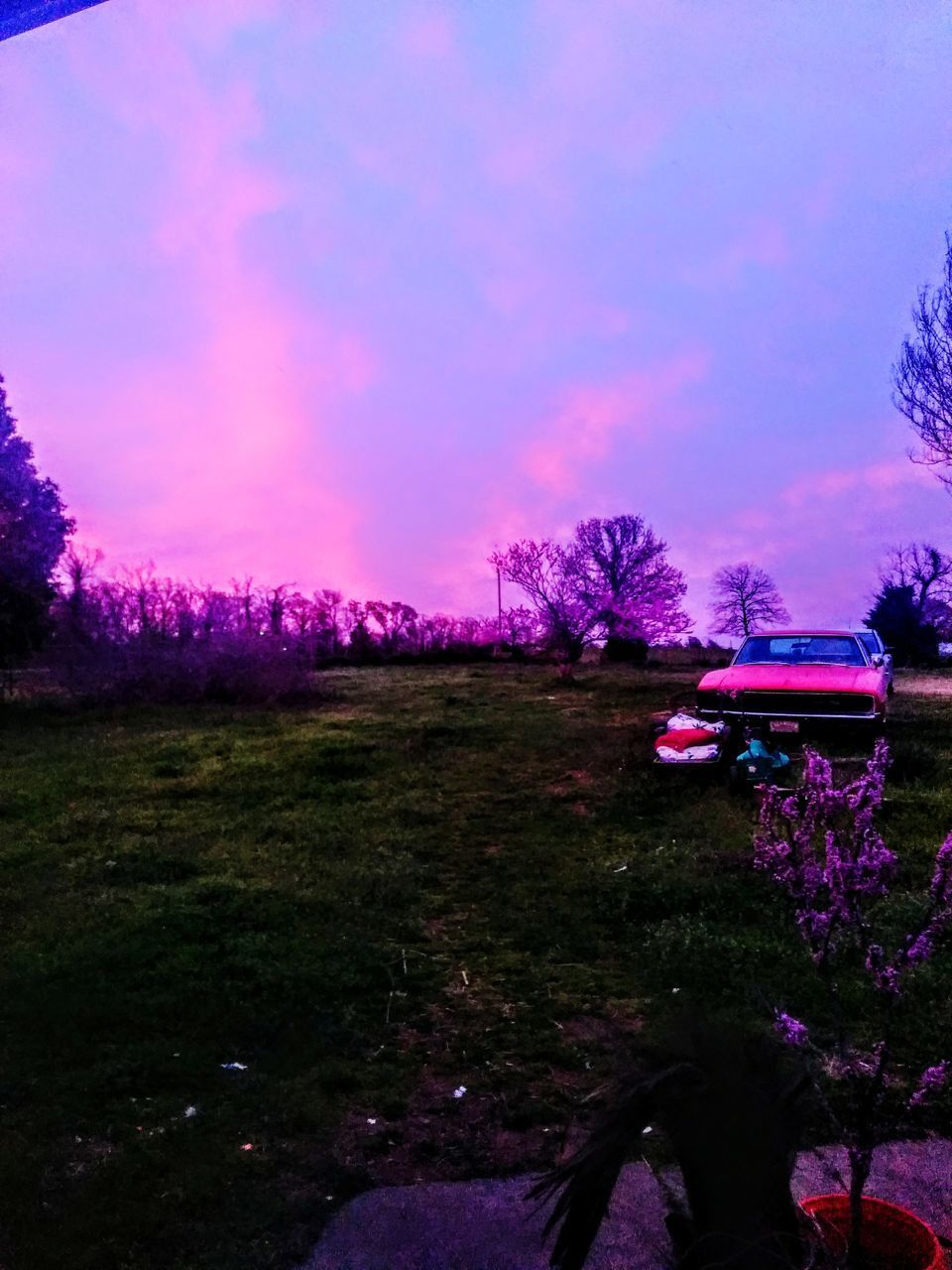 PURPLE FLOWERS GROWING ON FIELD AGAINST SKY