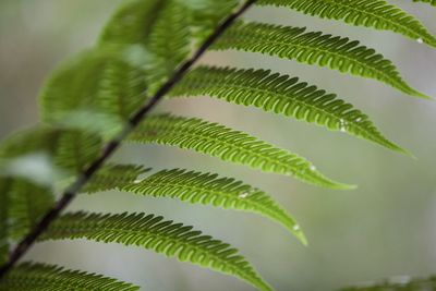 Close-up of fern leaves