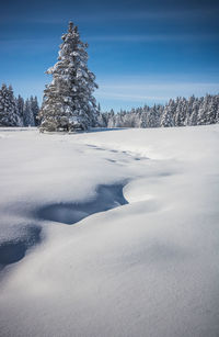 Snow covered land and trees against sky