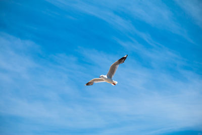 Low angle view of seagull flying against sky