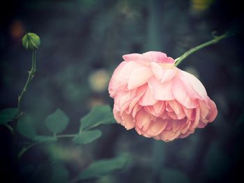 Close-up of pink rose