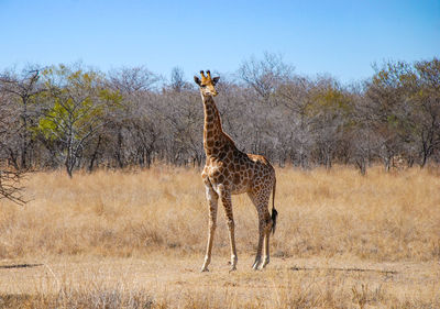 South african giraffe 