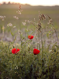 Close-up of red flower blooming in field