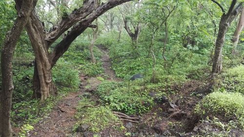 Trees in forest