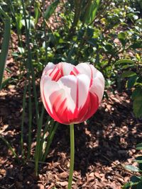 Close-up of pink rose blooming in park