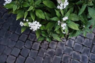 High angle view of flowering plants on footpath