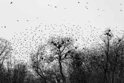 Low angle view of birds flying against the sky