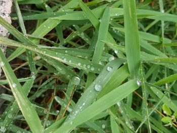 Full frame shot of wet grass