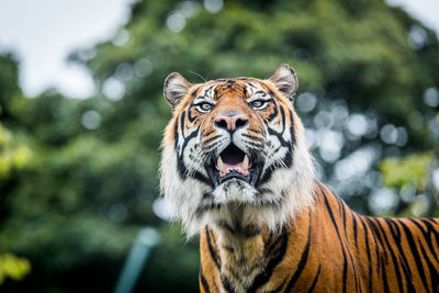 Close-up portrait of tiger