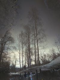 Trees against sky at night