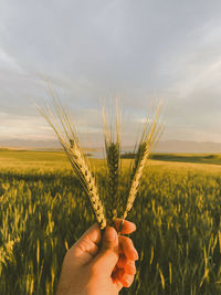 Hand holding wheat growing on field against sky