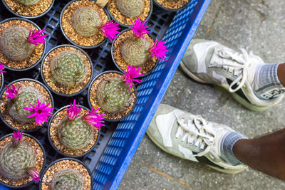 Cactuses bloom with pink flowers at a plant shop. chatuchak plant market, bangkok, thailand.