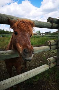 Horse in ranch