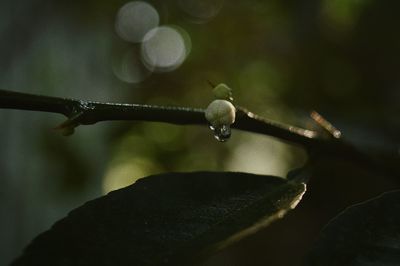 Close-up of dew on plant