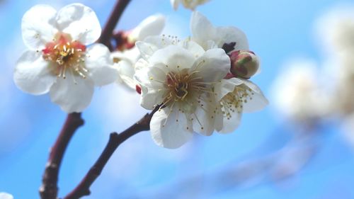 Close-up of white flowers growing on branch