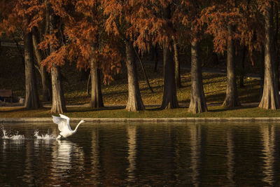 View of ducks swimming in lake