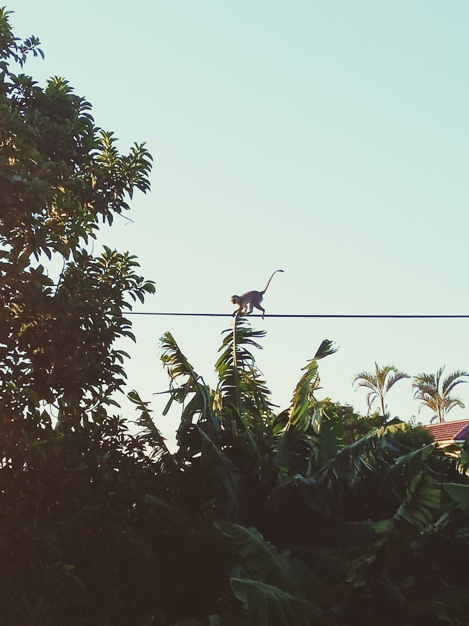 LOW ANGLE VIEW OF BIRD ON PLANT AGAINST CLEAR SKY