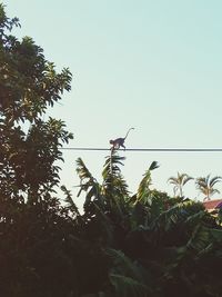 Low angle view of bird on plant against sky