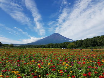 Scenic view of flowering plants on field against cloudy sky