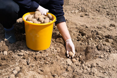 Planting potatoes in the ground. early spring preparation for the garden season.