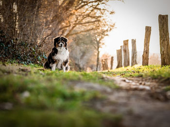 Portrait of dog on field