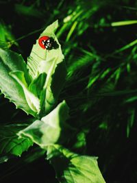 Close-up of ladybug on leaf